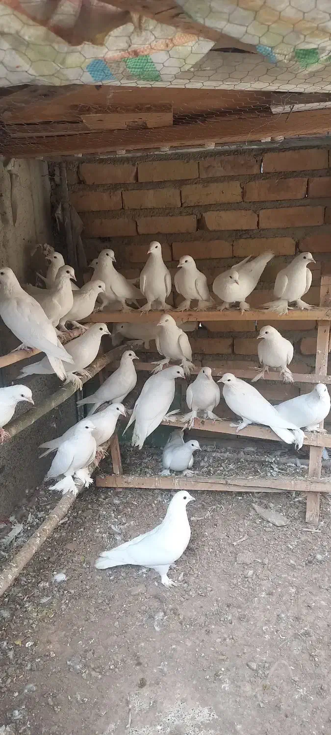 کبوتر یاهو|پرنده|بهار, |دیوار