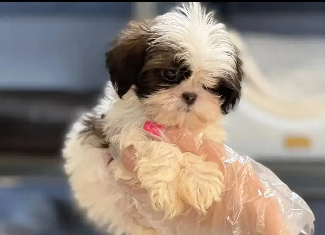 پامرانین و پوودل بازدید حضوری تحویل در دامپزشکی|سگ|اصفهان, باغ زرشک|دیوار