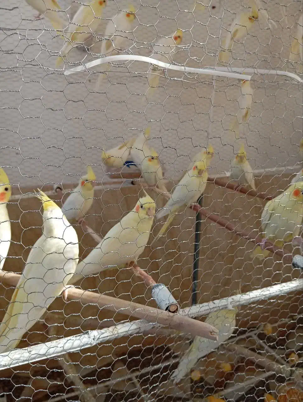 عروس هلندی و کوتوله|پرنده|کرمان, |دیوار