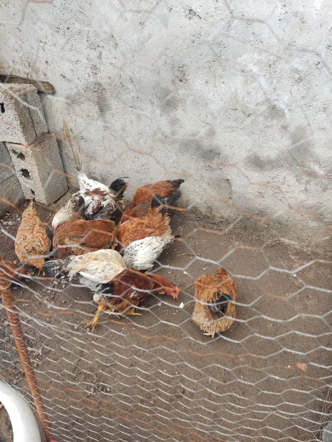 اردک ومرغ محلی|حیوانات مزرعه|آستانه اشرفیه, |دیوار