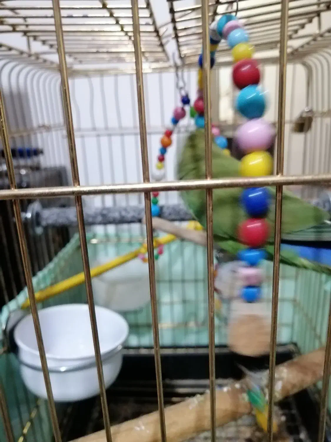 طوطی(کوتوله )|پرنده|سهند, |دیوار