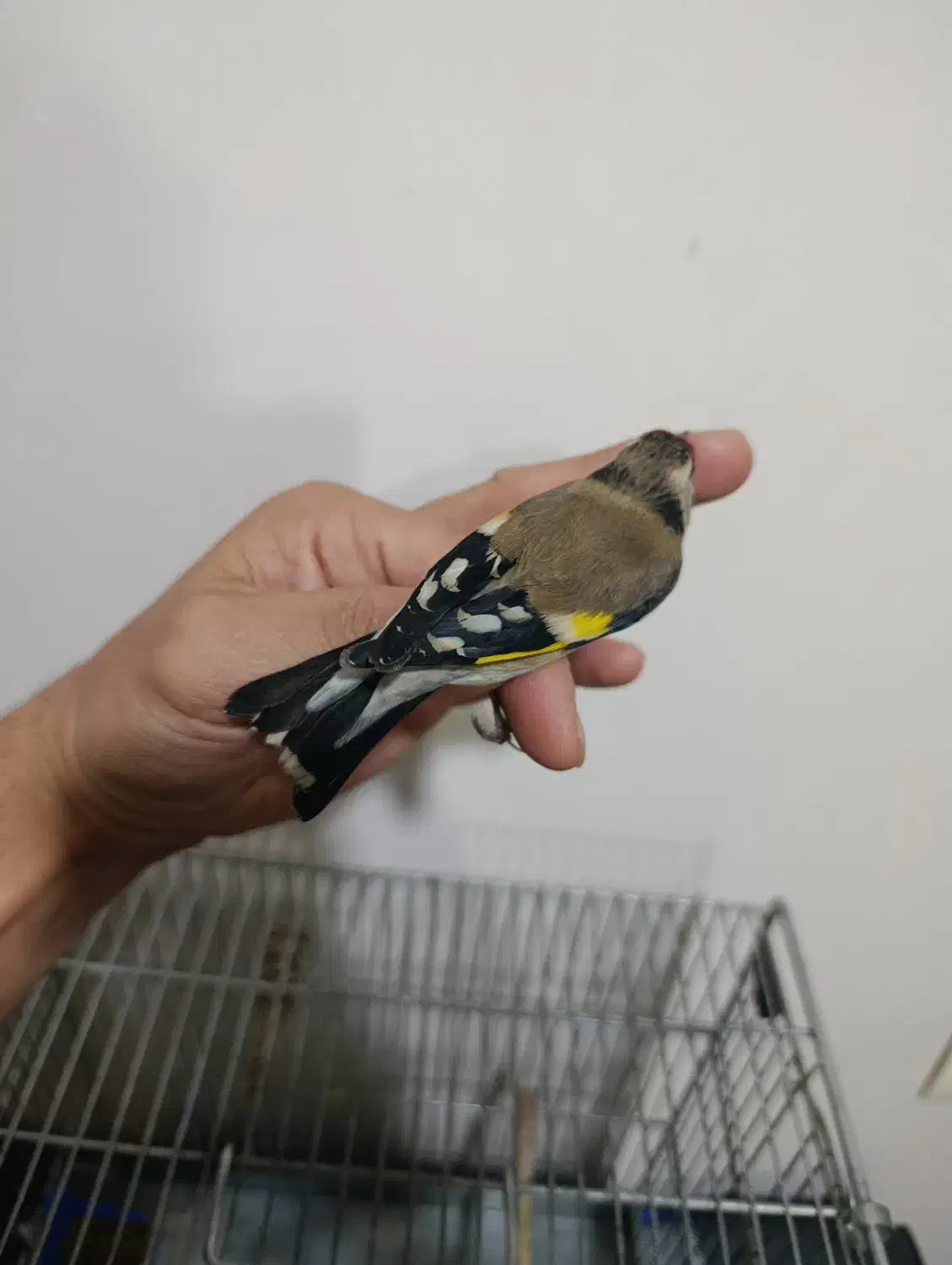 سهره|پرنده|ری, شهرک نظامی|دیوار