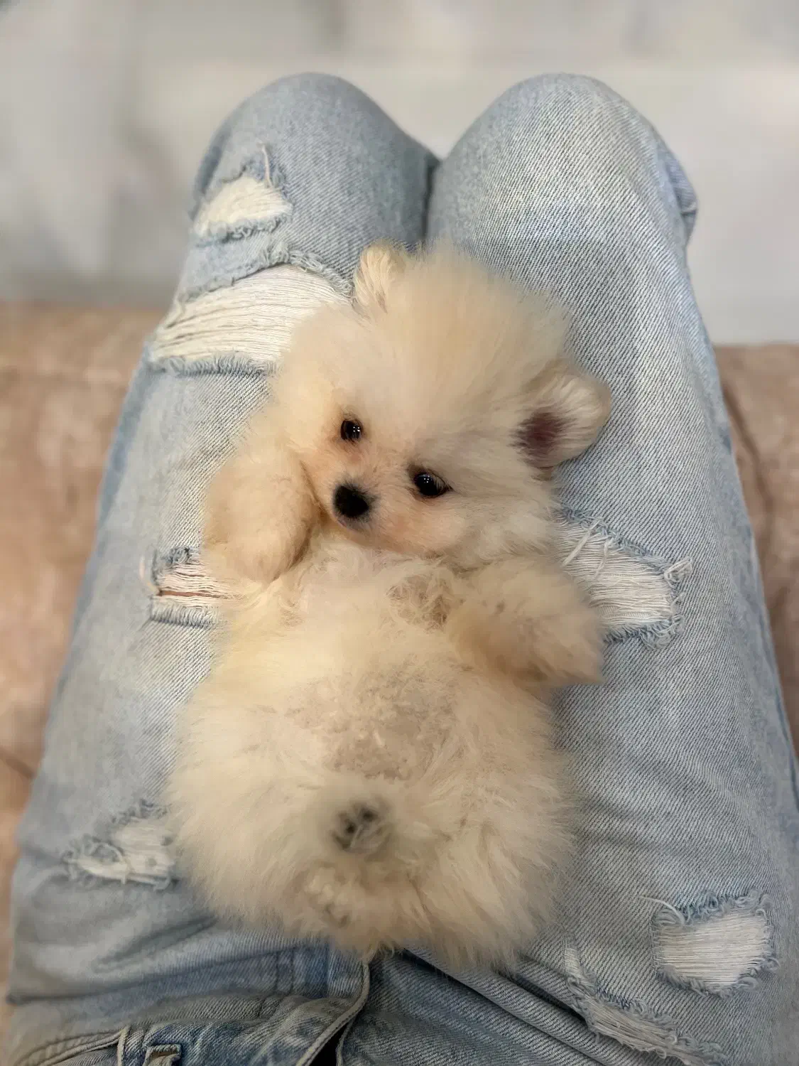 پامرین خرسی|سگ|تهران, گیشا|دیوار