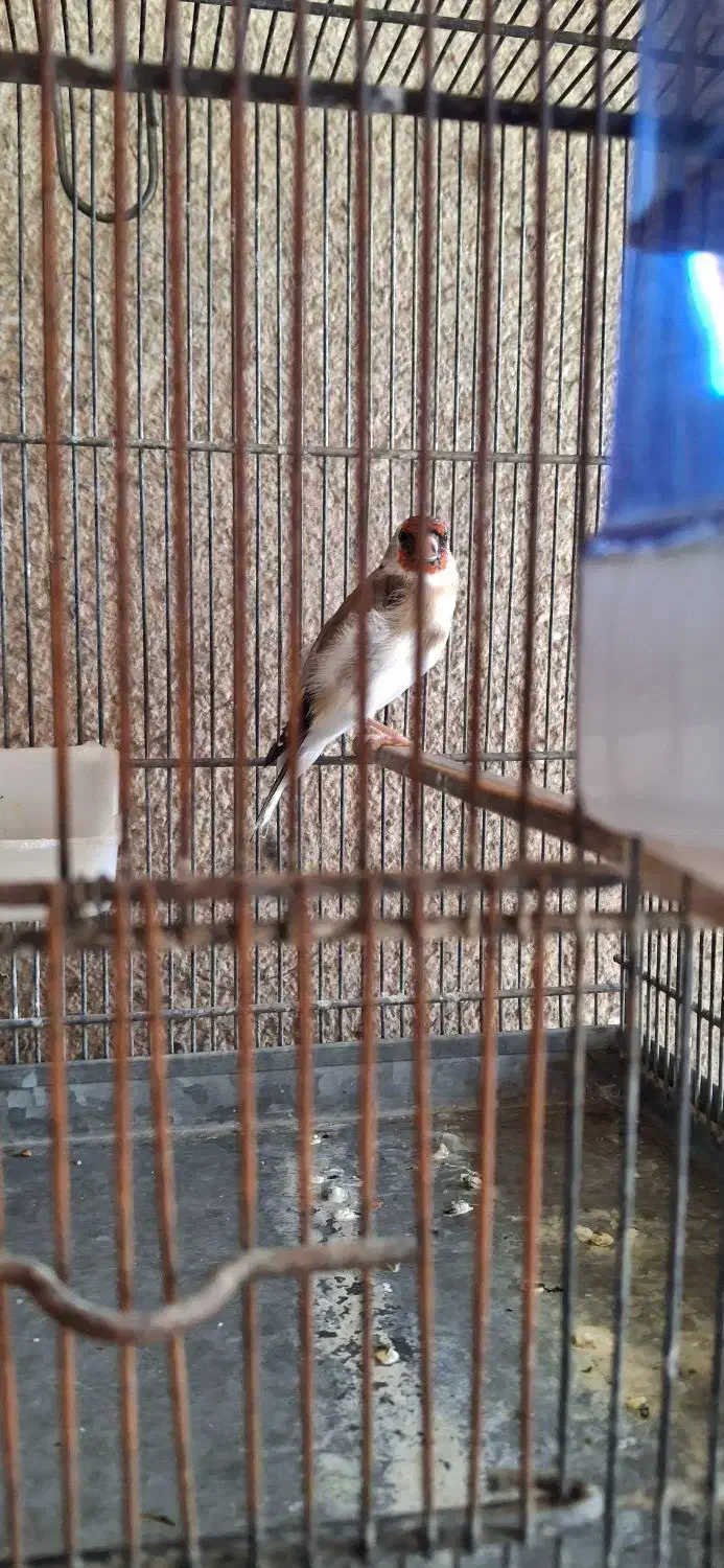 فروش سره نر وماده|پرنده|پاکدشت, پاکدشت (مامازند)|دیوار