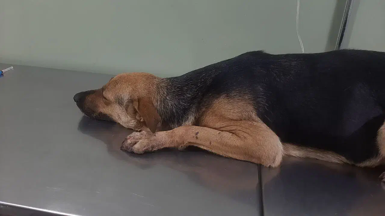 واگذاری سگ ژرمن|سگ|پردیس, فاز ۴|دیوار