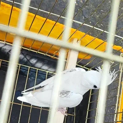 عروس هلندی گمشده|حیوانات|مشهد, اروند|دیوار