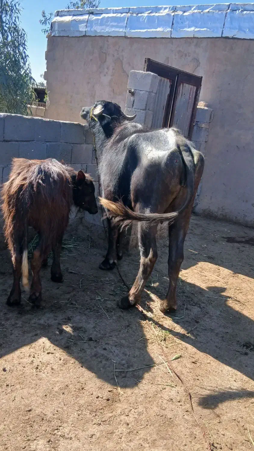 گاومیش|حیوانات مزرعه|سوسنگرد, |دیوار