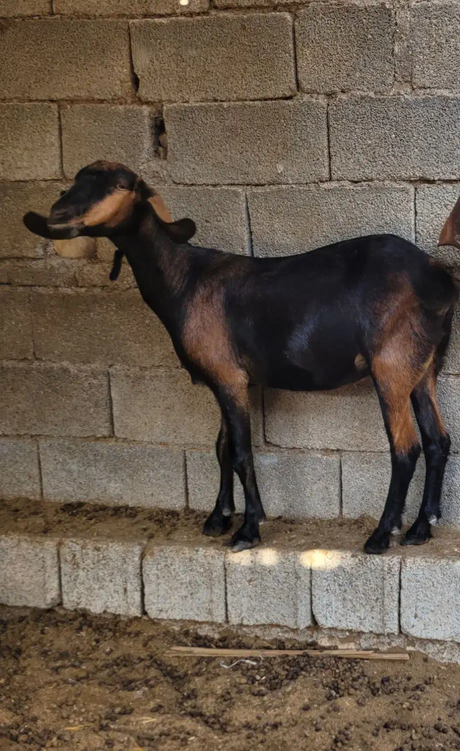 بز داشتی|حیوانات مزرعه|بوشهر, |دیوار