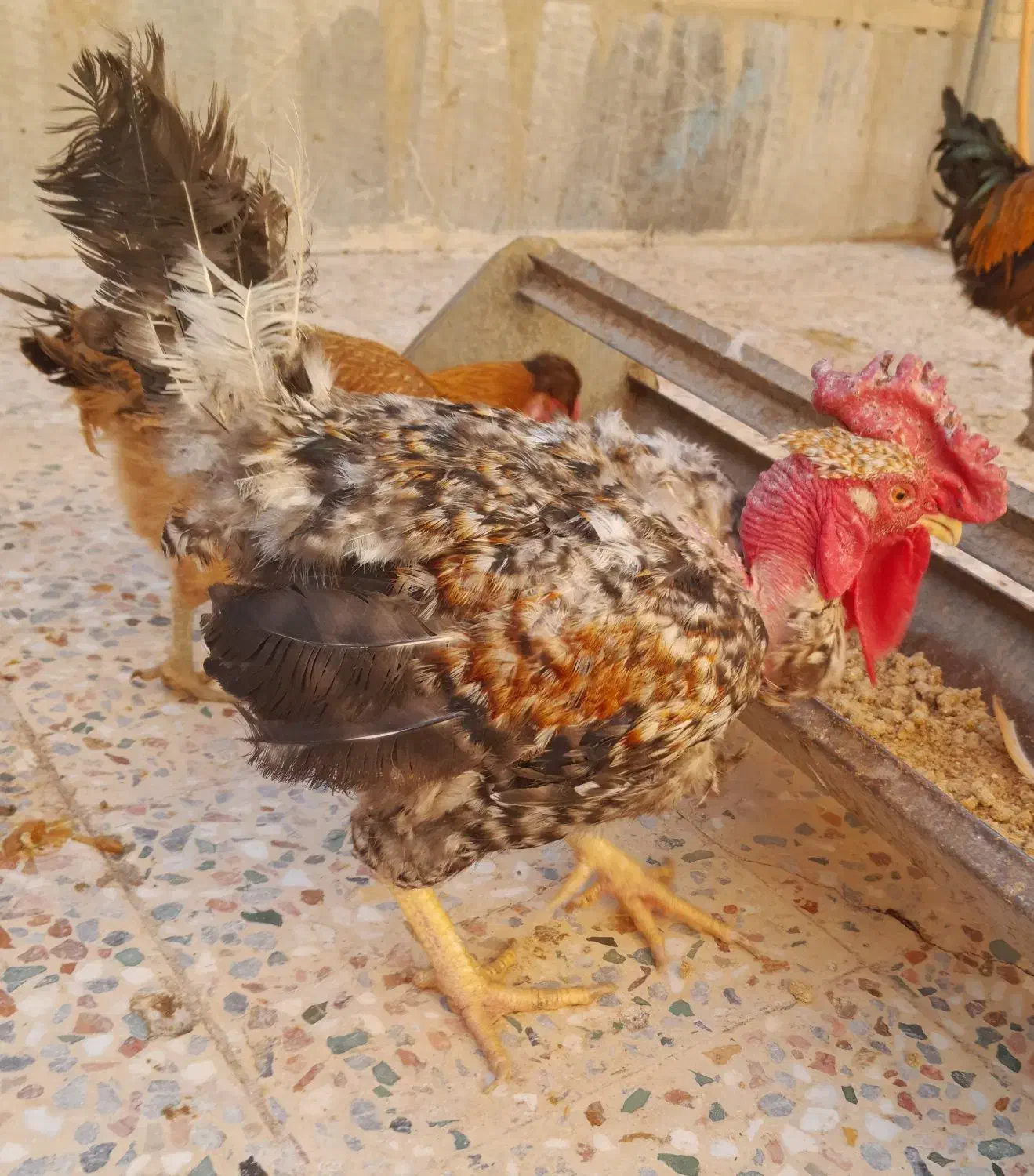 بوقلمون کرک وخروسهای محلی  اندیمشک هستم|حیوانات مزرعه|اندیمشک, |دیوار