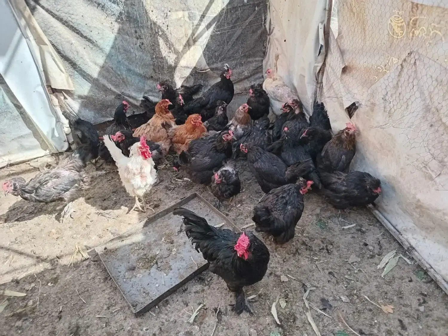 مرغ تخم گذار مشکی و رنگی|پرنده|قم, کلهری|دیوار