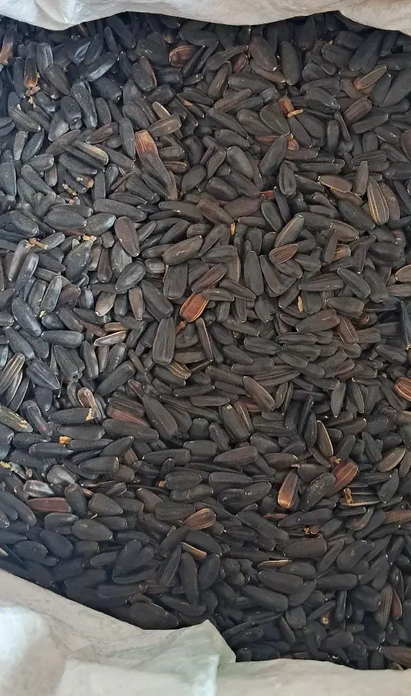 تخمه آفتابگردان|خوردنی و آشامیدنی|تربت‌حیدریه, رجایی|دیوار