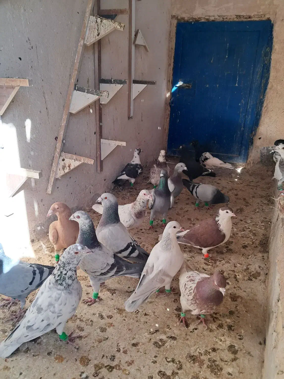 کفتر هوایی ۴۸ تا ۵۰ تا|پرنده|گلبهار, شهر جدید گلبهار|دیوار