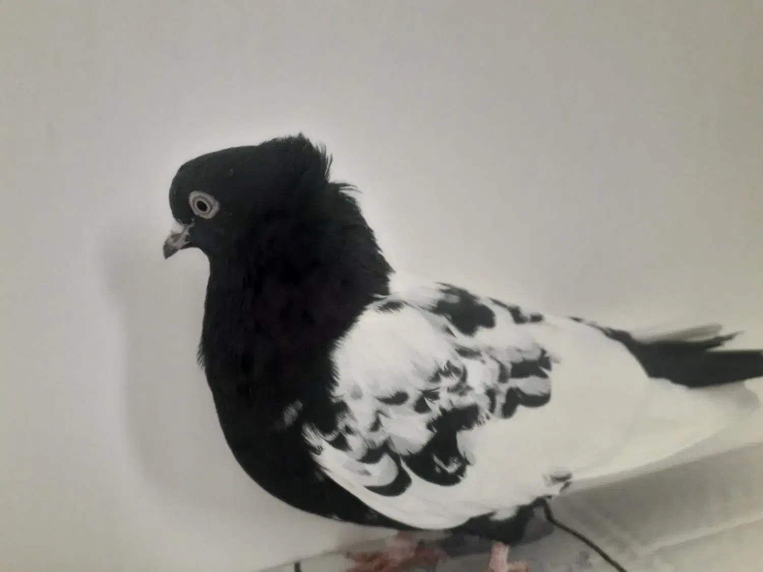 کبوتر|پرنده|بجنورد, |دیوار