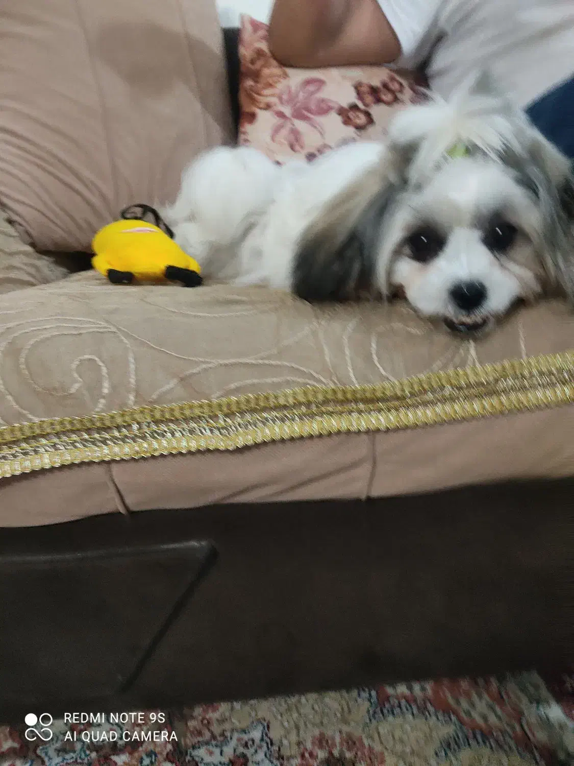 سگ کوتاه ۵ماهه|سگ|گرگان, |دیوار