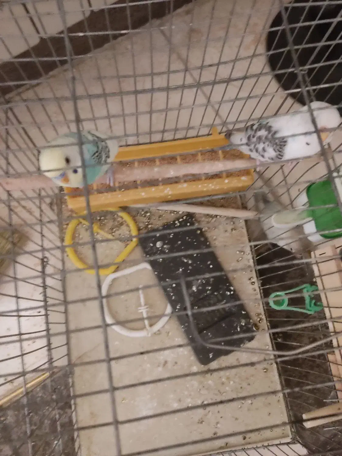 جفت مرغ عشق نر ماده|پرنده|صدرا-فارس, فاز ۱|دیوار