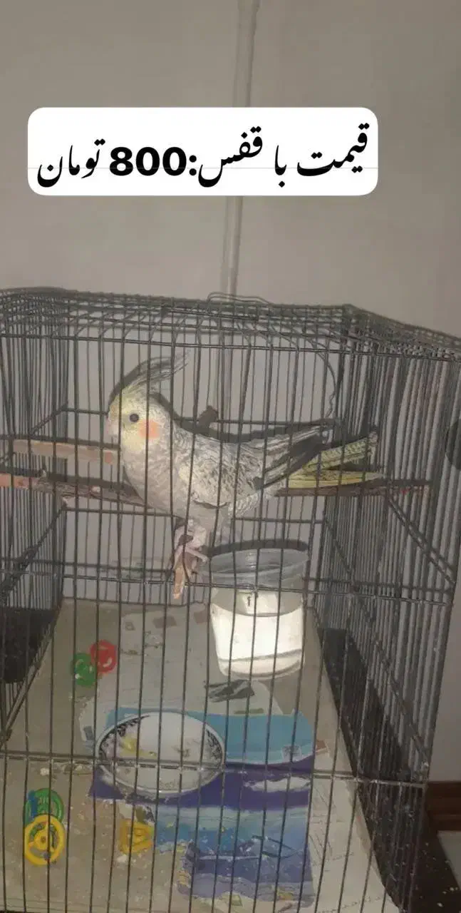 تسبیح|کلکسیون اشیاء عتیقه|مشهد, شهید قربانی|دیوار