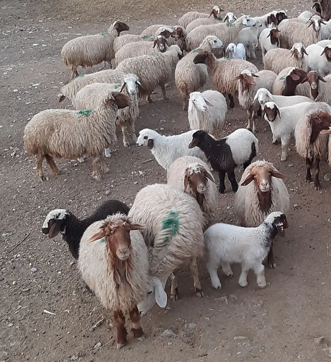 میش بره|حیوانات مزرعه|پلدختر, |دیوار