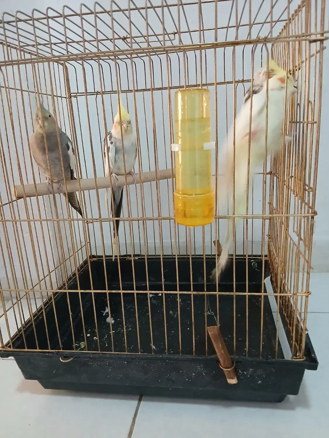 عروس هلندی|پرنده|اصفهان, سپاهان‌شهر|دیوار