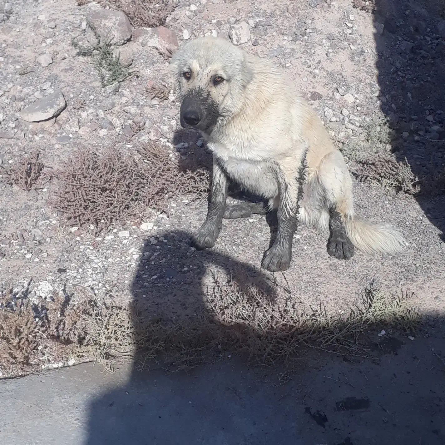 سلام سگ معاوضه با کفتر|سگ|سربیشه, |دیوار