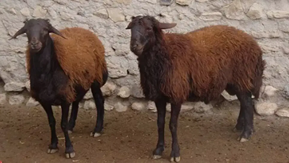 بره ماده|حیوانات مزرعه|فیروزکوه, |دیوار