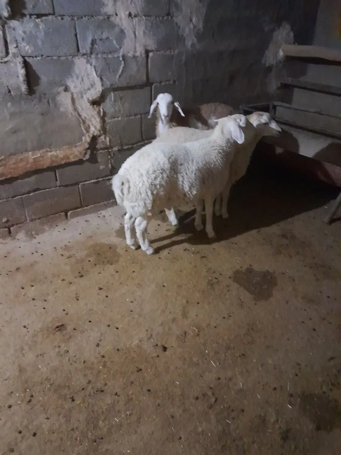 سه راس بره نر مغانی|حیوانات مزرعه|باخزر, |دیوار