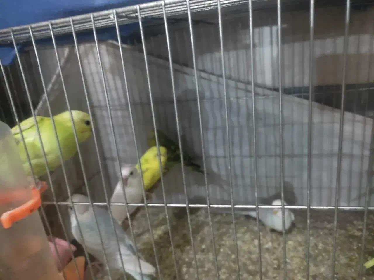 مرغ عشق|پرنده|قم, نخودی|دیوار