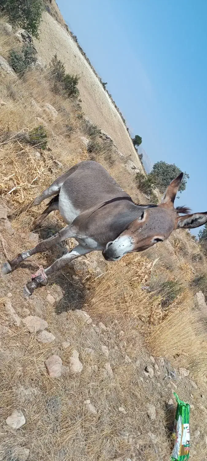 الاغ نر مناسب سواری|حیوانات مزرعه|ارژن, |دیوار