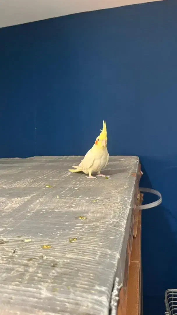 جوجه عروس لوتینو و طوسی|پرنده|قزوین, |دیوار