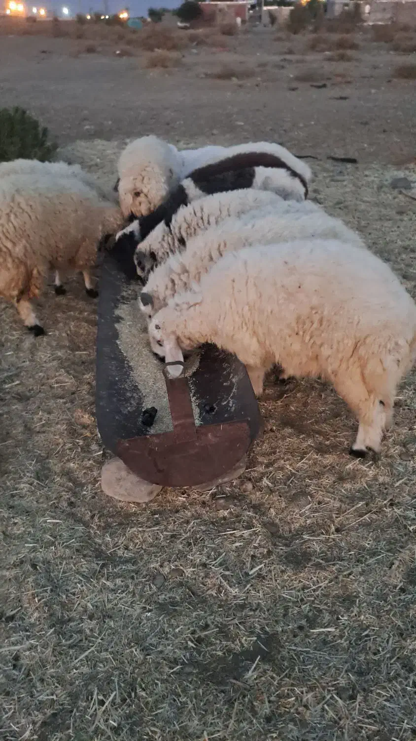 بره پلواری جوخار|حیوانات مزرعه|کهنوج, |دیوار