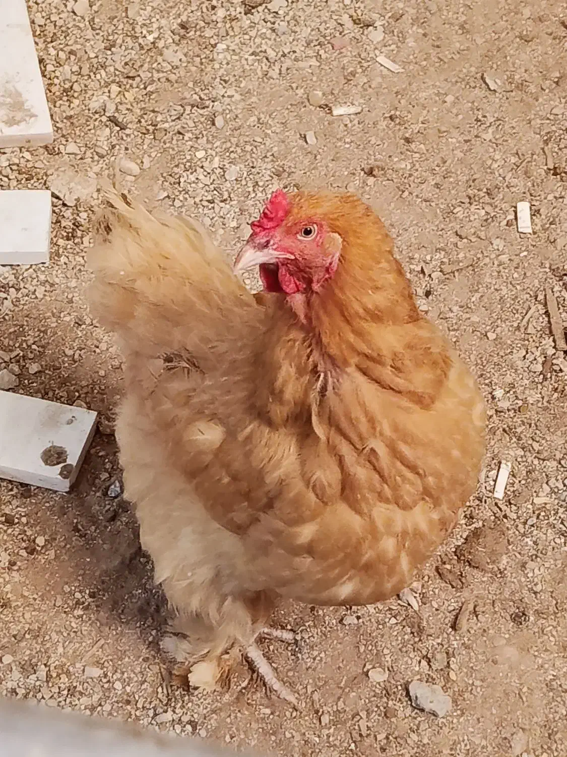 فروش مرغ و خروس|حیوانات مزرعه|شیراز, کیان آباد|دیوار