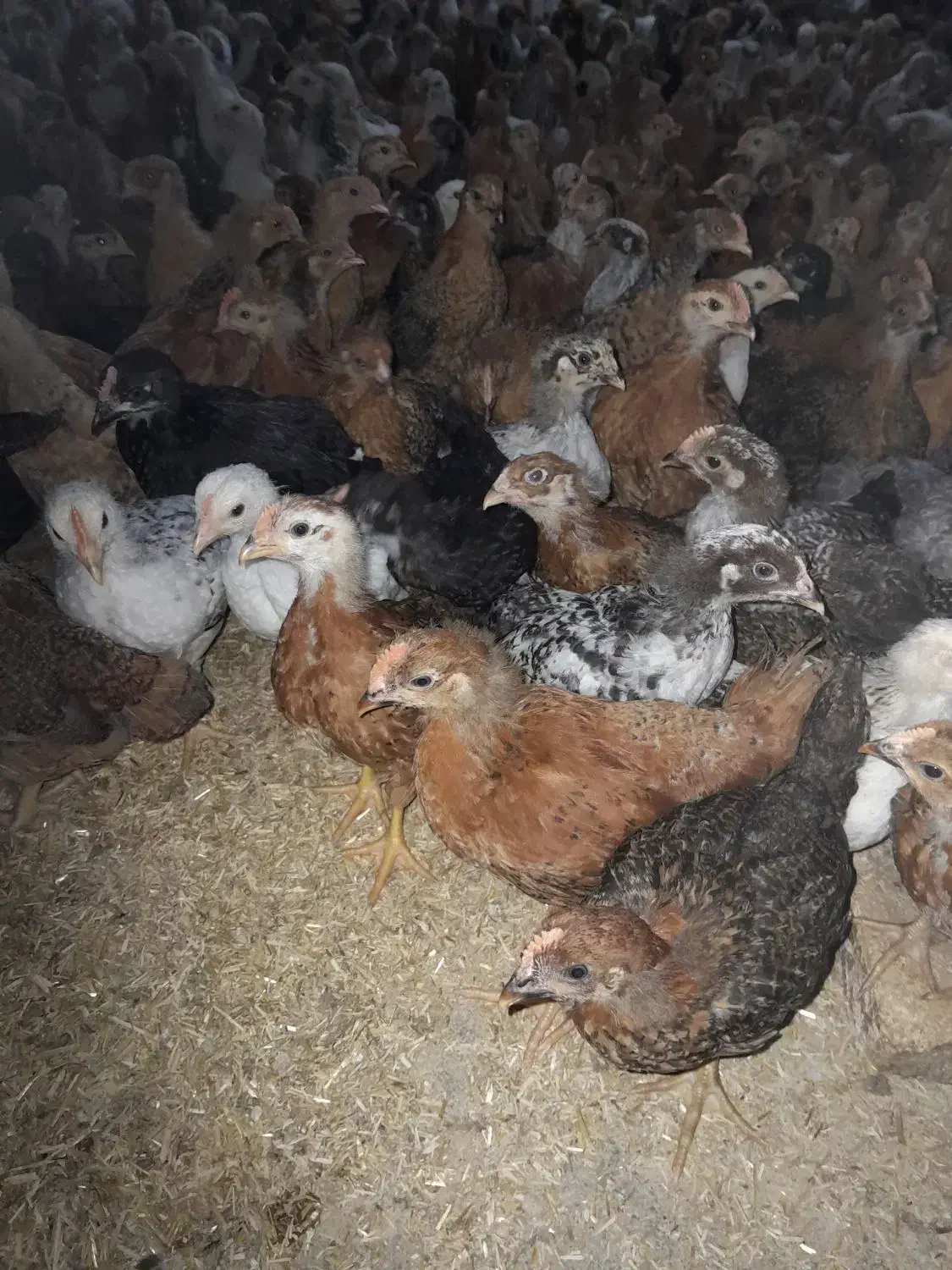 جوجه مرغ و خروس محلی یک ماهه نژاد گلپایگان|حیوانات مزرعه|ساری, |دیوار