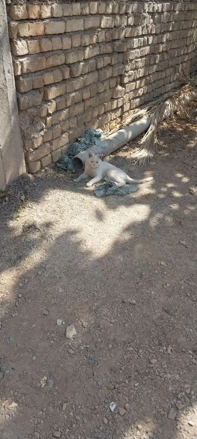 گربه سفید گمشده ما پیداش کردیم|گربه|اصفهان, کشاورزی|دیوار