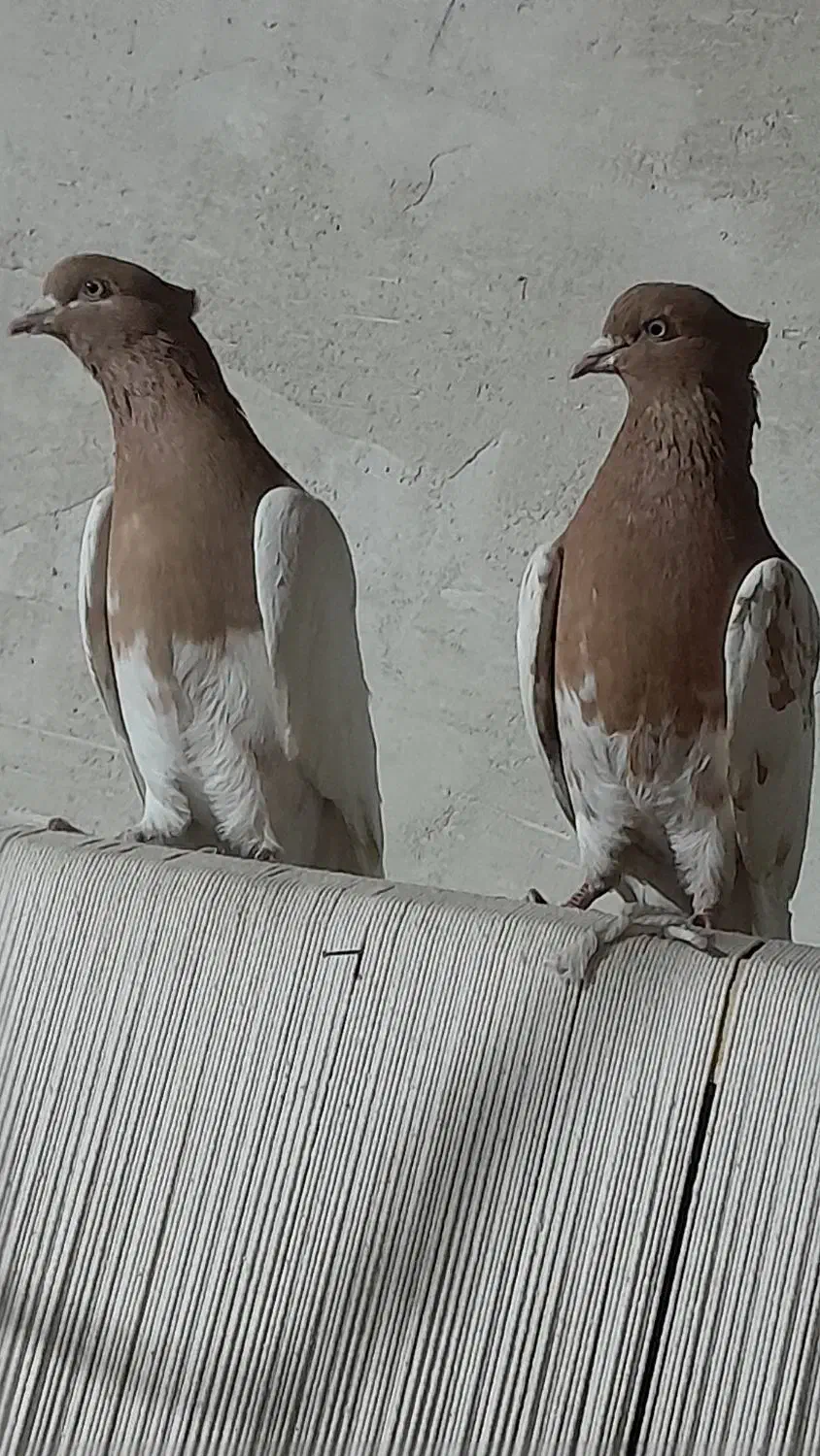 کبوتر|پرنده|تبریز, |دیوار