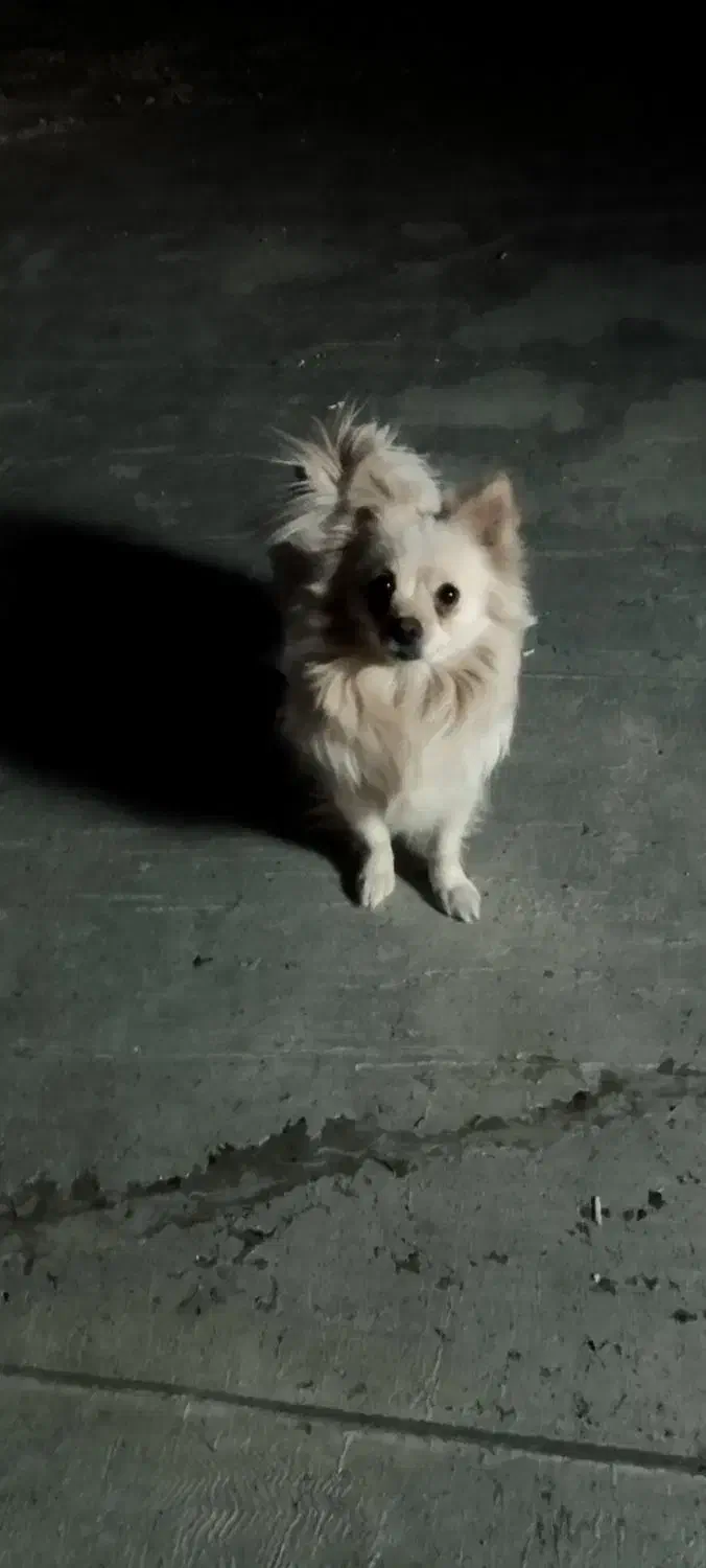 فروش و واگذاری فوری|سگ|یزد, |دیوار