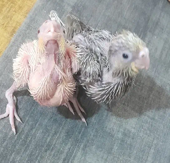 جوجه عروس هلندی سرلاکی|پرنده|خمینی‌شهر, |دیوار