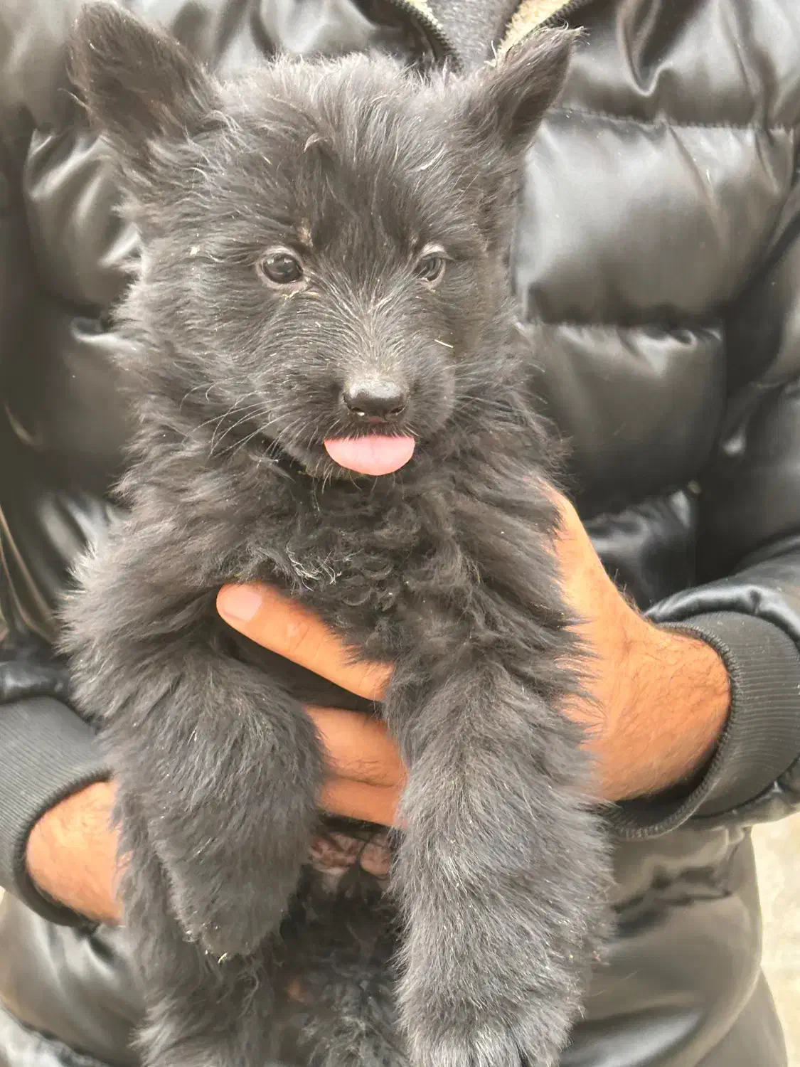 واگذاری توله شرمن بلک و دورنگ|سگ|کرج, فاز ۲ مهرشهر|دیوار