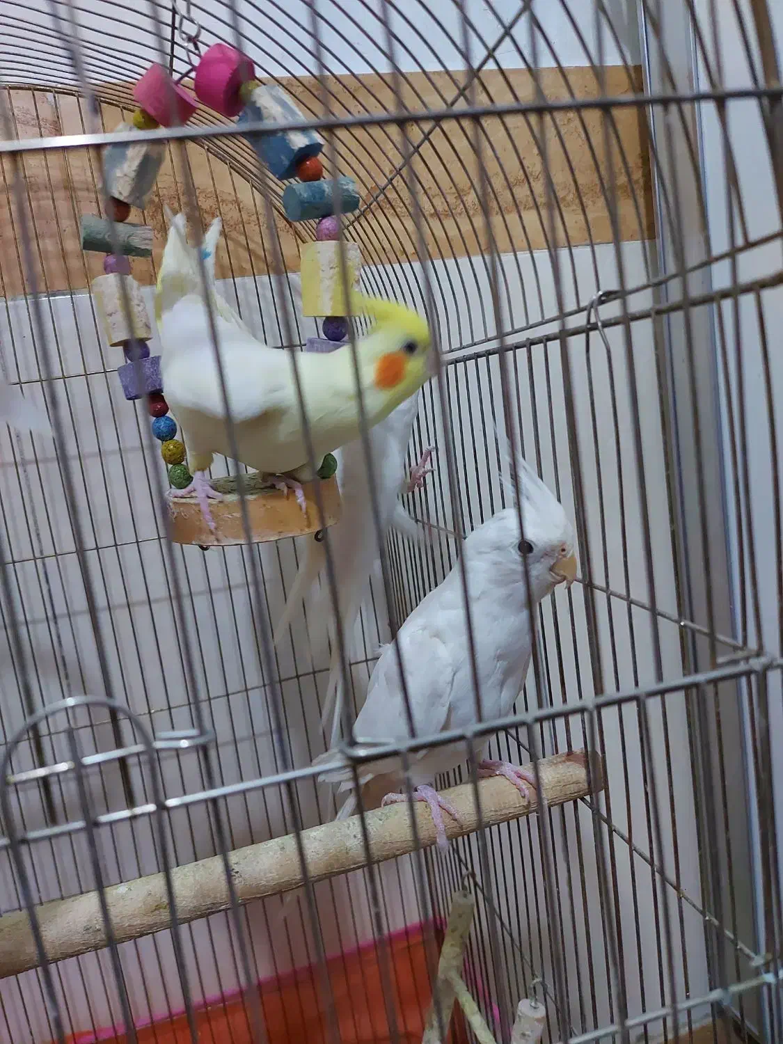 عروس هلندی البینو ولوتینو|پرنده|مشهد, شهید قربانی|دیوار