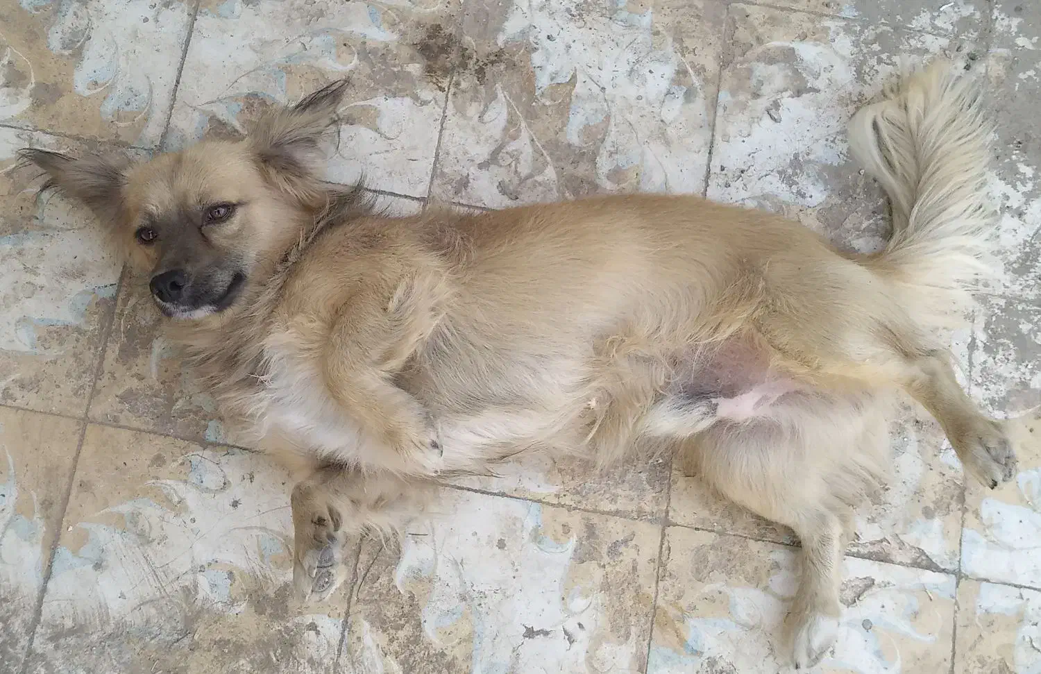 سگ پاکوتاه|سگ|تربت جام, المهدی|دیوار