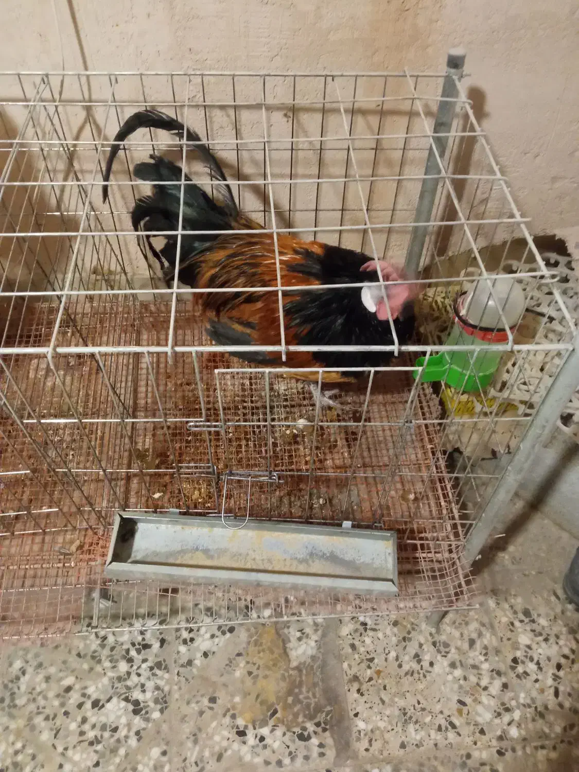 حراج کمیاب خروس ورورک و بارلوندر و قفس حرفه ای|حیوانات مزرعه|اصفهان, میرعماد|دیوار