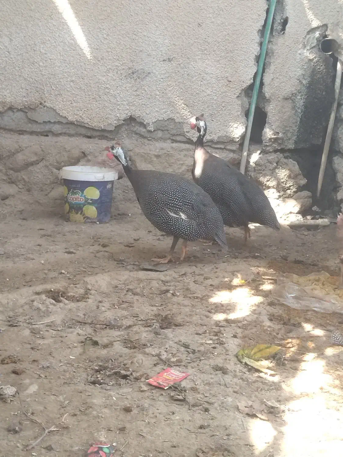 2 تا مرغ شاخدار|حیوانات مزرعه|لامرد, |دیوار