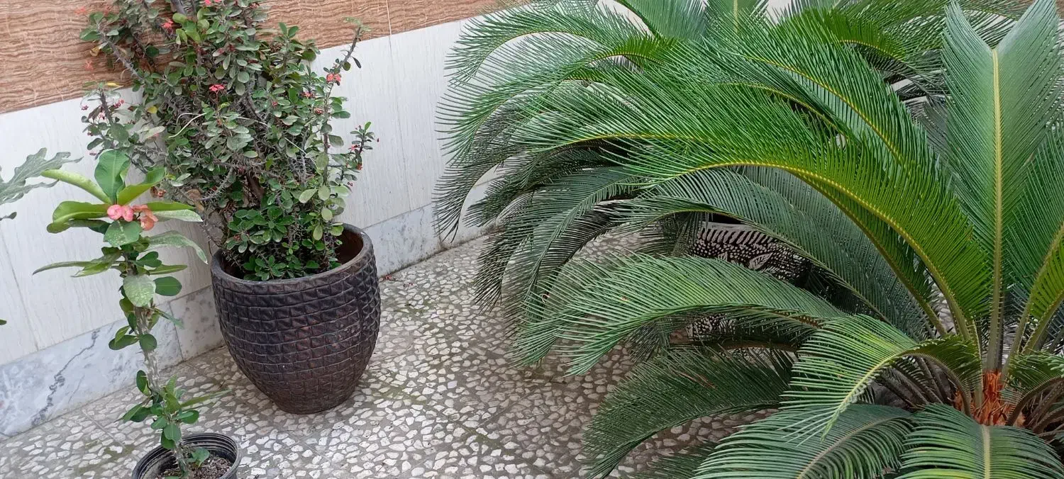 سیکاس و گلهای دیگر|گل و گیاه طبیعی|قائم‌شهر, |دیوار