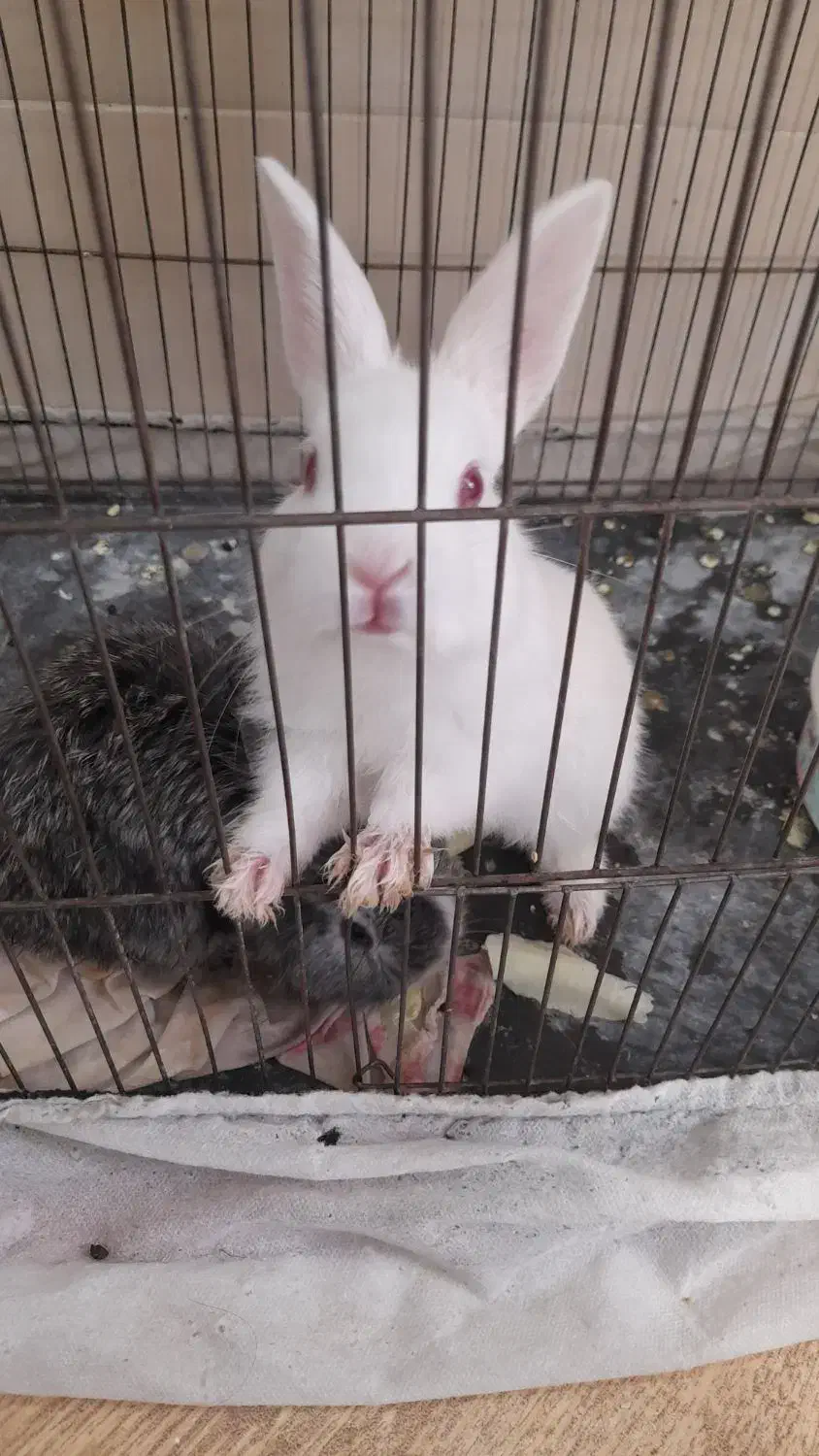 یک خرگوش کوچک زرنگ|موش و خرگوش|یزد, |دیوار