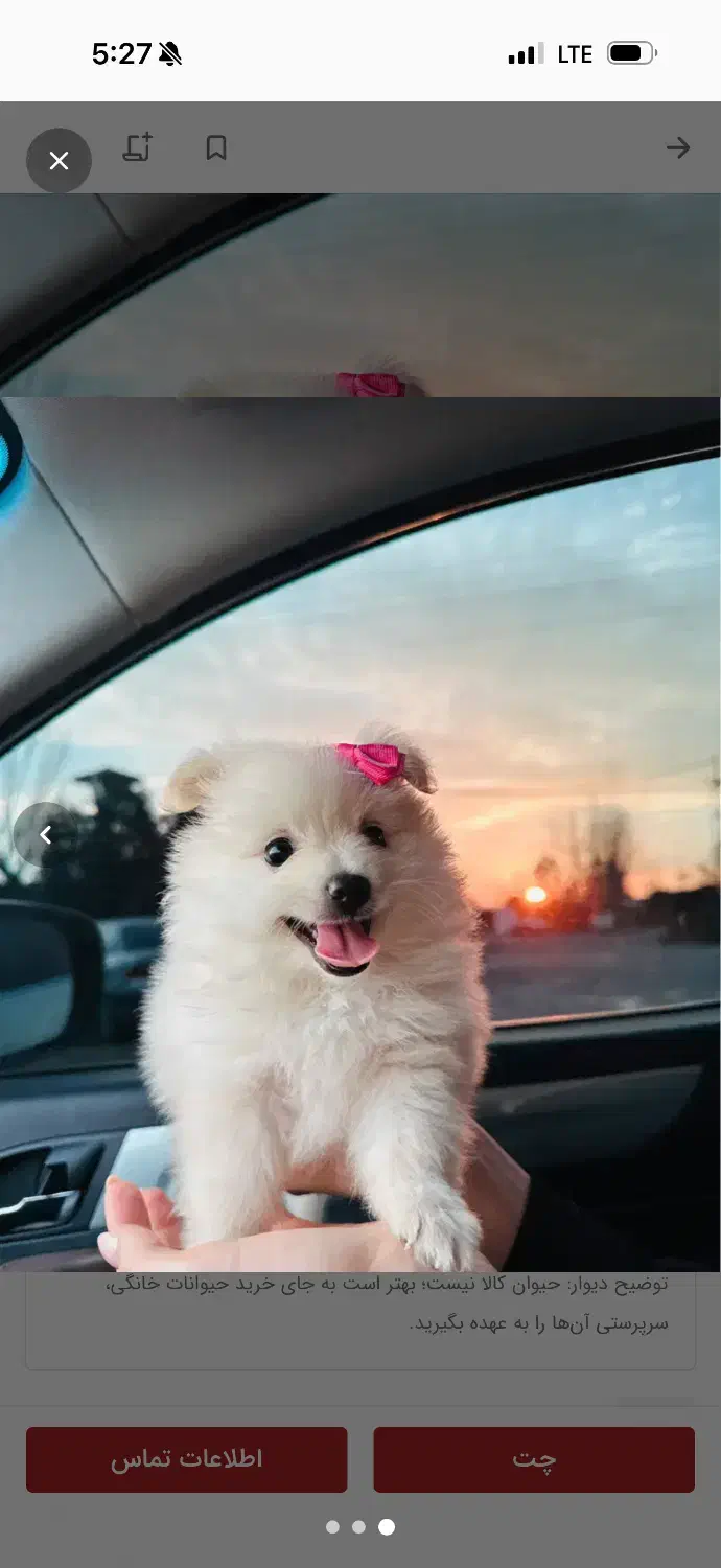 پامر|سگ|رشت, اسماعیل آباد|دیوار