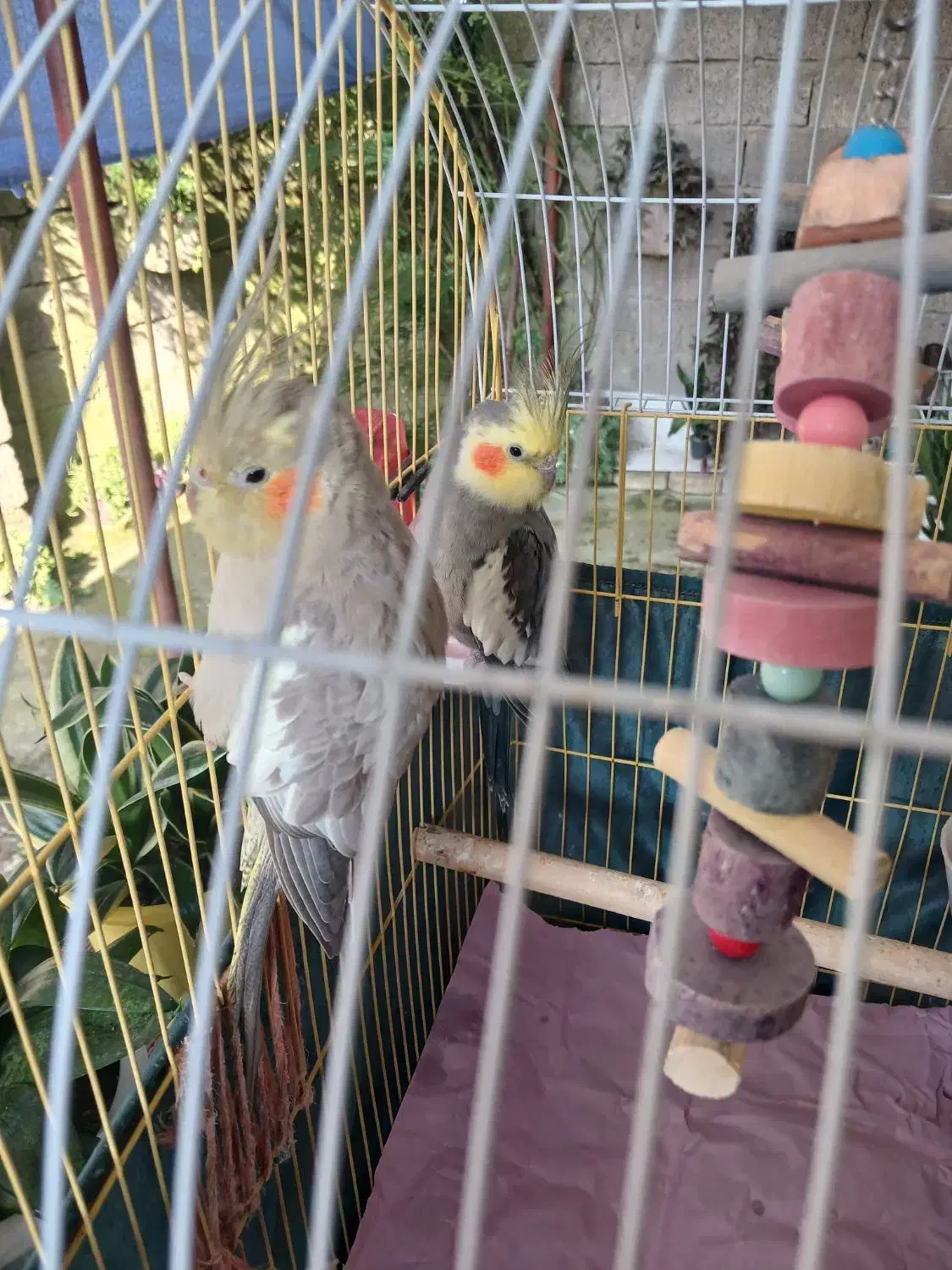 فروش طوطی عروس هلندی نر و ماده|پرنده|آستانه اشرفیه, |دیوار