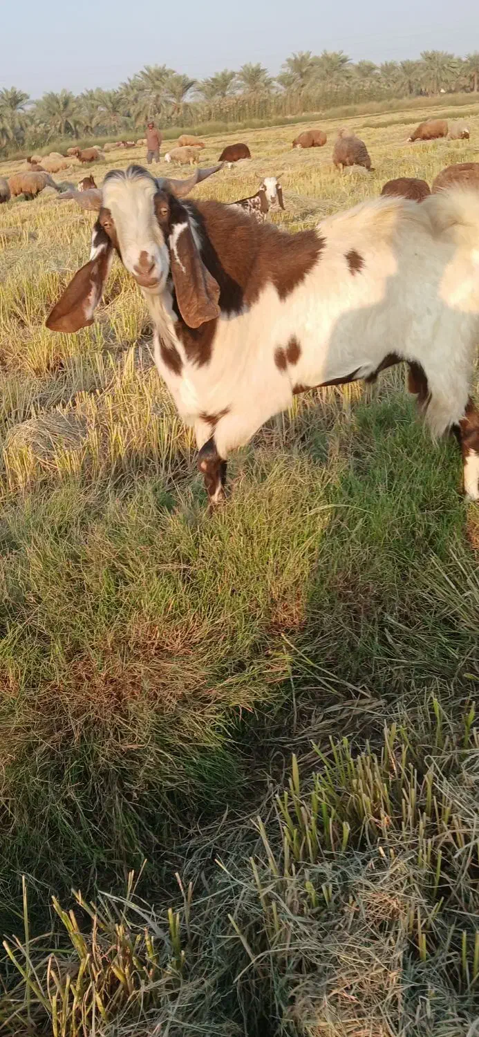 باسلام دو عدد بز نر درجه یک|حیوانات مزرعه|کارون, |دیوار