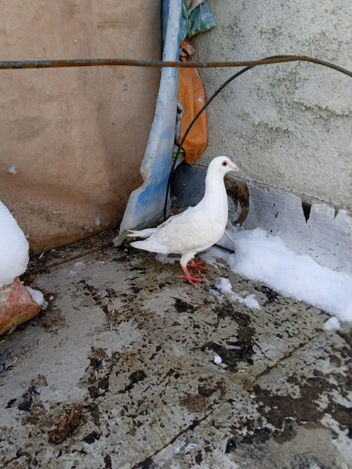 کفتر یاکبوتر|حیوانات|بجنورد, |دیوار