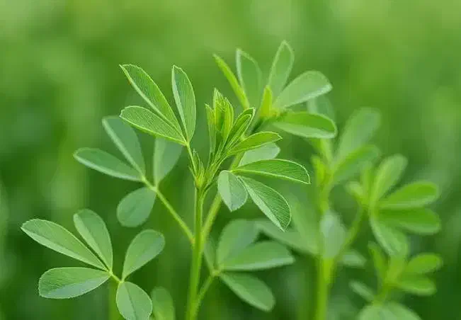 یونجه خالص|لوازم جانبی حیوانات|خوی, |دیوار