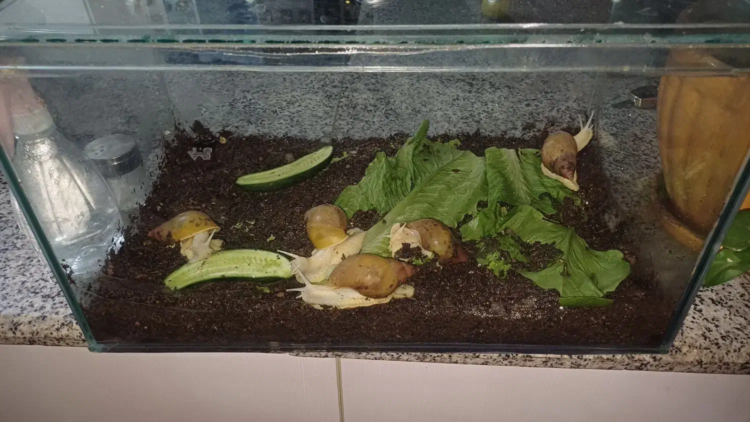 حلزون|خزنده|بندرعباس, |دیوار