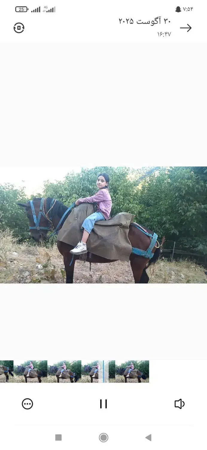 مادیون یورغه|اسب و تجهیزات اسبسواری|پیرانشهر, |دیوار