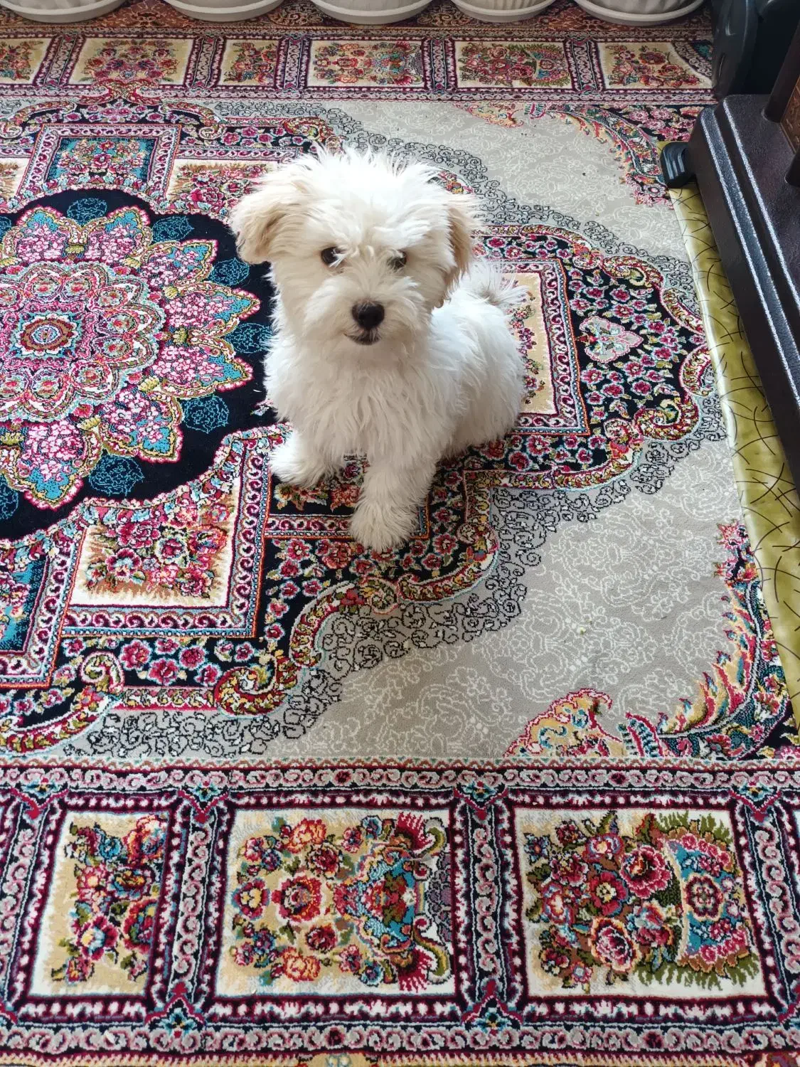 سگ پاکوتاه 2ماهه|سگ|میاندوآب, |دیوار